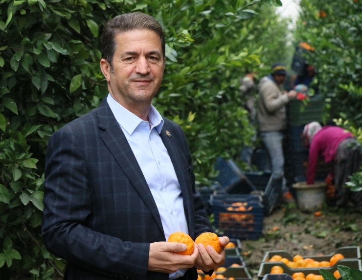 Narenciye Üreticisi İşçi Bulamıyor