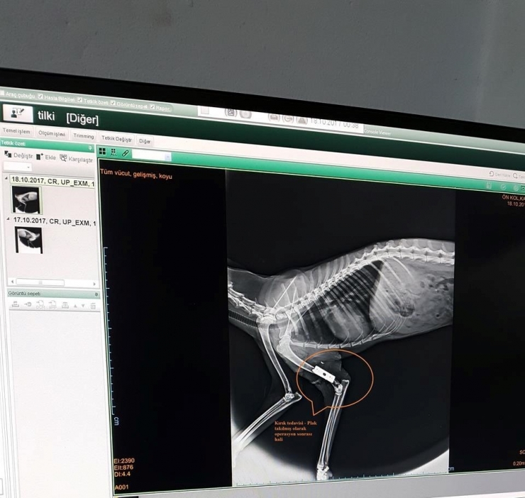 Ayağına Plak Takılan Tilki 45 Gün Sonra Doğaya Salındı