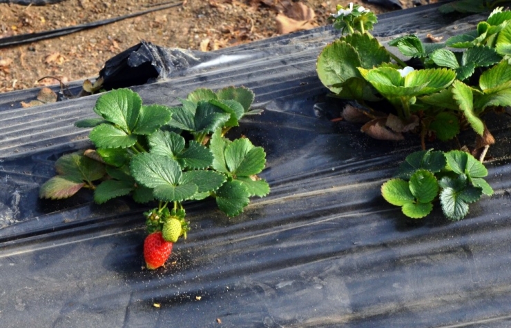 Fındığı Kesip Çilek Üretimine Başladı