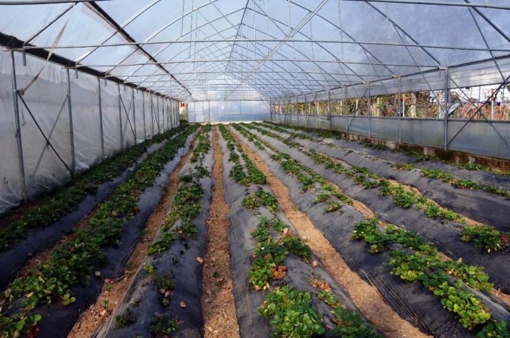 Fındığı Kesip Çilek Üretimine Başladı