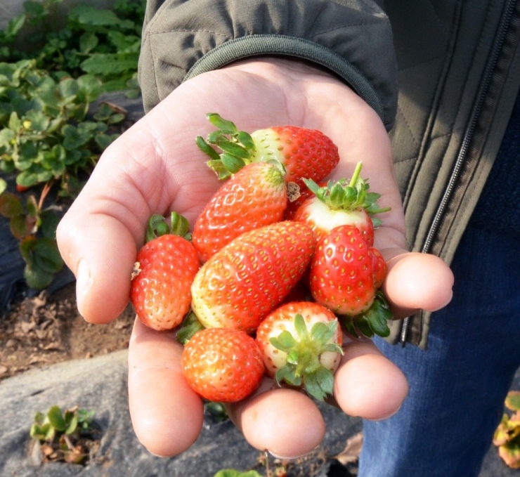 Fındığı Kesip Çilek Üretimine Başladı