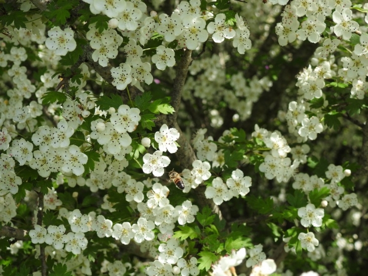 18 Bal Ormanı Tesis Edildi