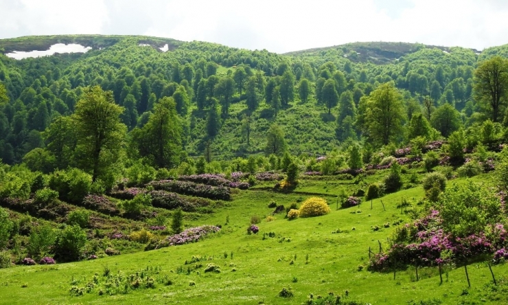 18 Bal Ormanı Tesis Edildi