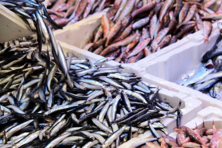 Balık Fiyatları El Yakıyor