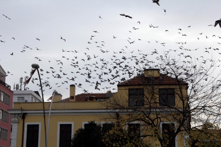Sokak Güvercinlerini Her Gün Besliyor