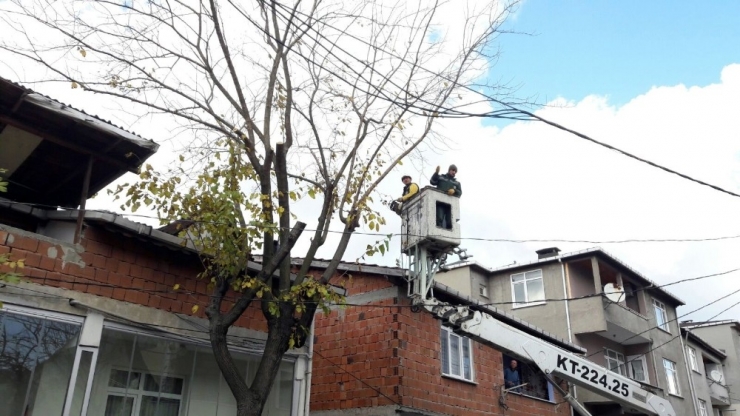 Sultanbeyli’de Ağaç Budama Çalışmaları Sürüyor