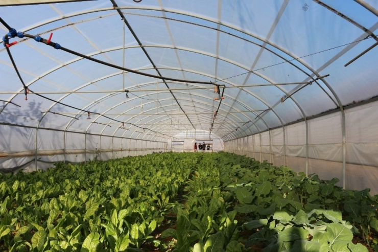 Trabzon’da Yılda Yaklaşık 25 Bin Ton Sebze Üretiliyor Ama...