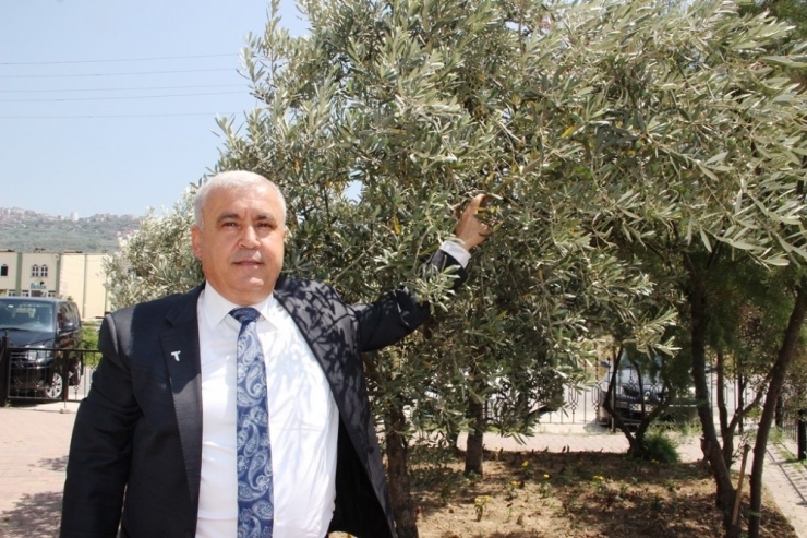 Zeytincilik Sektörü Ortadoğu Pazarında Atak Yaptı