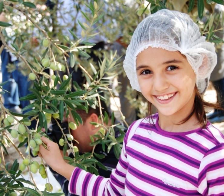 Zeytincilik Sektörü Ortadoğu Pazarında Atak Yaptı