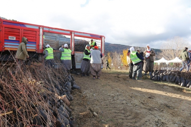 Gürleyik’teki Heyelan Bölgesine 3 Bin 200 Fidan Dikildi