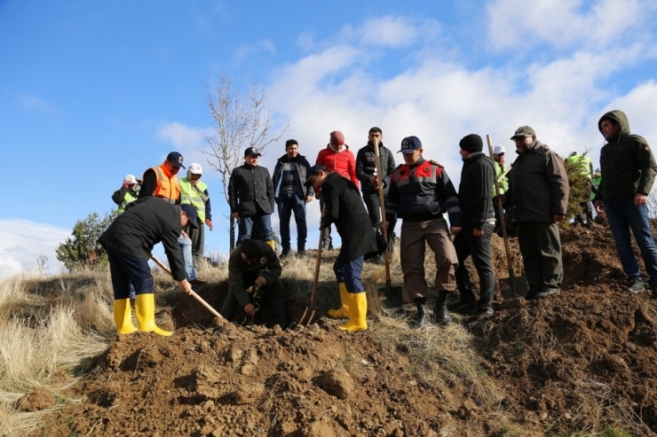 Gürleyik’teki Heyelan Bölgesine 3 Bin 200 Fidan Dikildi
