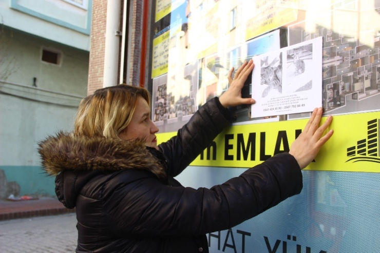 Kayıp Kör Kedisini Günlerdir Sokak Sokak Arıyor