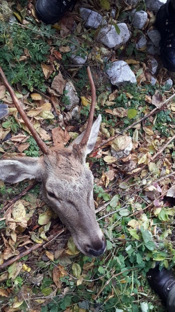 Kızıl Geyik Avlarken Suçüstü Yakalanan 7 Kişiye 31 Bin Lira Ceza Kesildi