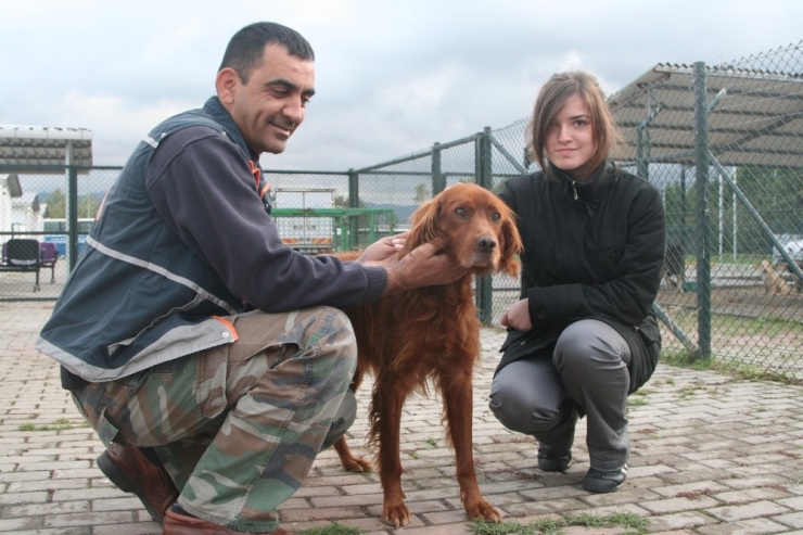 Kaza Geçiren Hayvanlara Büyükşehir’den Şefkat Eli