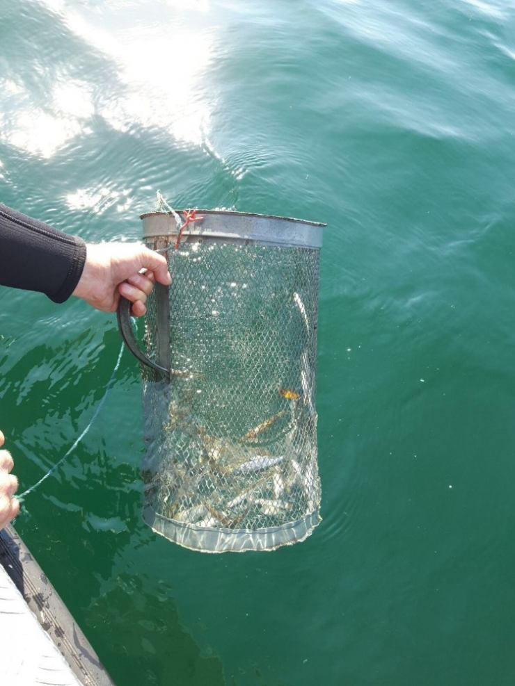 Sapanca Gölü’nde Doğal Yaşam Korunuyor