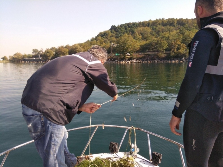 Sapanca Gölü’nde Doğal Yaşam Korunuyor