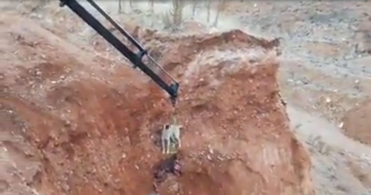 Maden İşçileri Çukurda Mahsur Kalan Köpeği Kurtardı