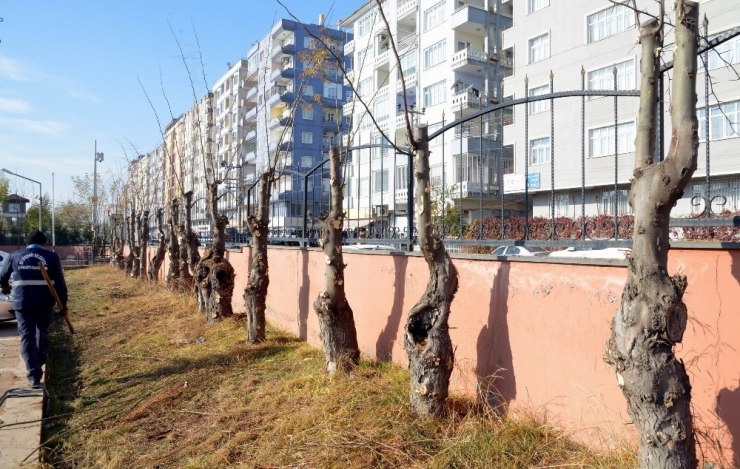 Ağaç Budama Çalışmaları Sürüyor