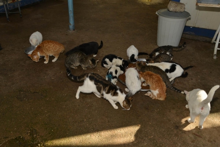 9 Bin 915 Sokak Hayvanın Bakım Ve Tedavileri Yapıldı