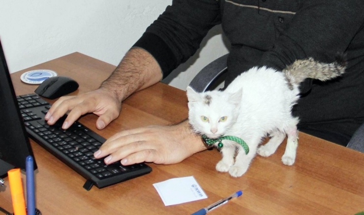 Yaralı Kedi Kurumun Maskotu Oldu