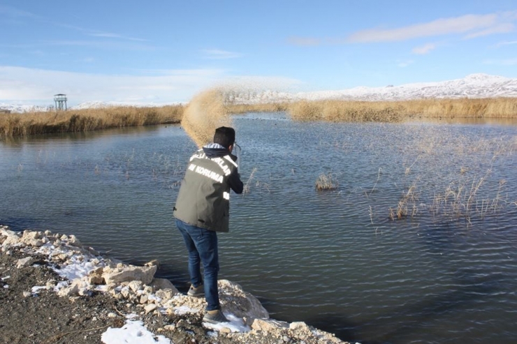Van’da Yaban Hayvanları İçin Sulak Alanlara Yem Bırakıldı