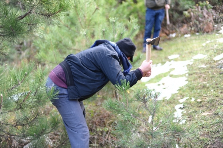 Uludağ’da Yılbaşı Öncesi Fidan Nöbeti