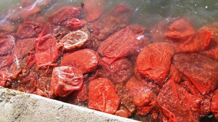 Ayvalık’ta Kaçak Kum Midyesi Avcılarına Göz Açtırılmıyor