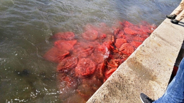 Ayvalık’ta Kaçak Kum Midyesi Avcılarına Göz Açtırılmıyor