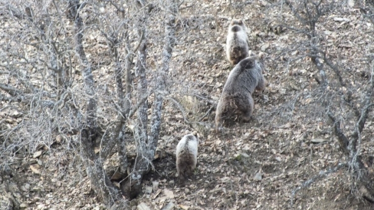 Ayıların Kış Uykusu Öncesi Son Gezintileri