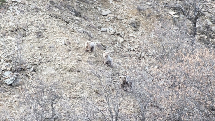 Ayıların Kış Uykusu Öncesi Son Gezintileri