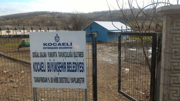 Büyükşehir’den Gezen Tavuk Projelerine Destek