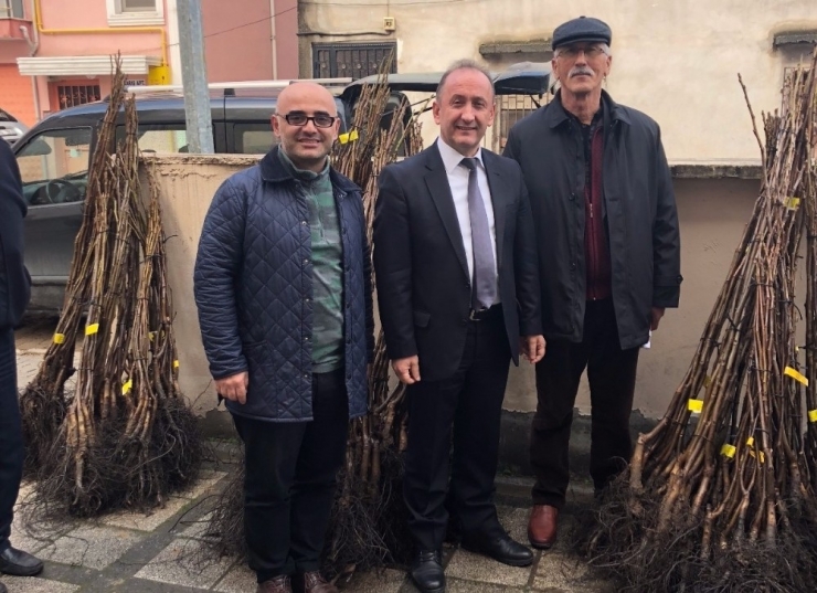 Çiftçilere Bin Adet Ceviz Dağıtıldı