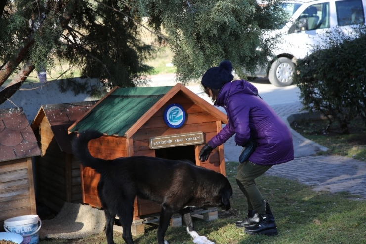 Sokak Hayvanlarına Yeni Kulübeler