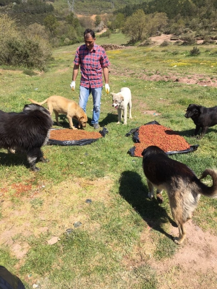 Gebze Veteriner İşlerinden 2017 Raporu