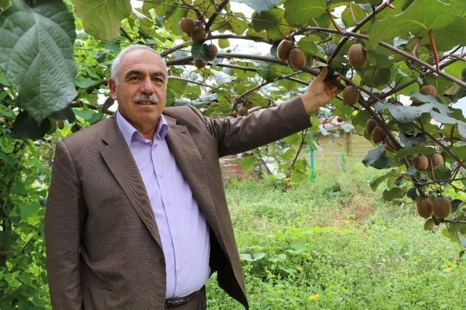 Rize Genelinde 4 Bin Ton Kivi Hasadı Gerçekleşti