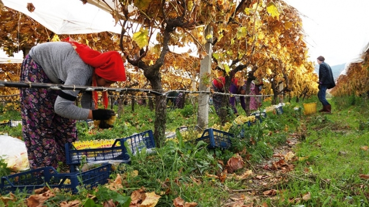 Sarıgöl’de Üzümde Kış Hasadı