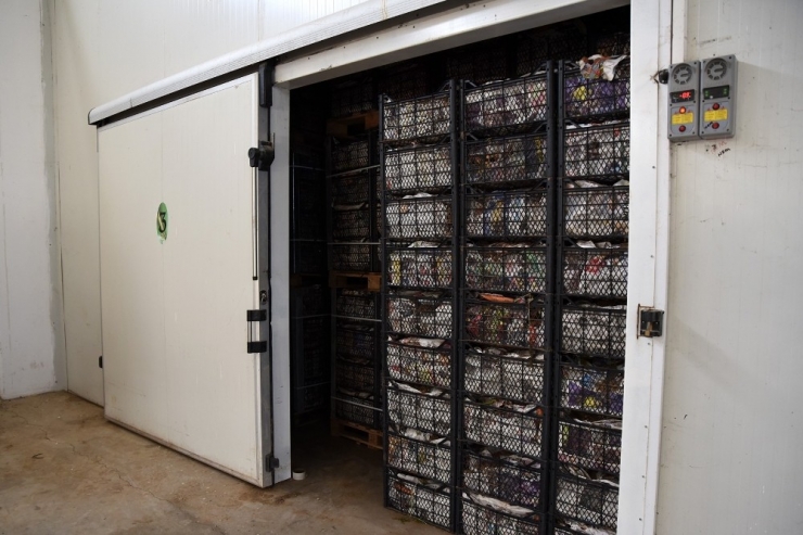 Tepebaşı Belediyesi Soğuk Hava Deposu İle Üreticinin Emeği Değer Kazanıyor