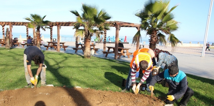 Akçakoca Lale Kent Oluyor