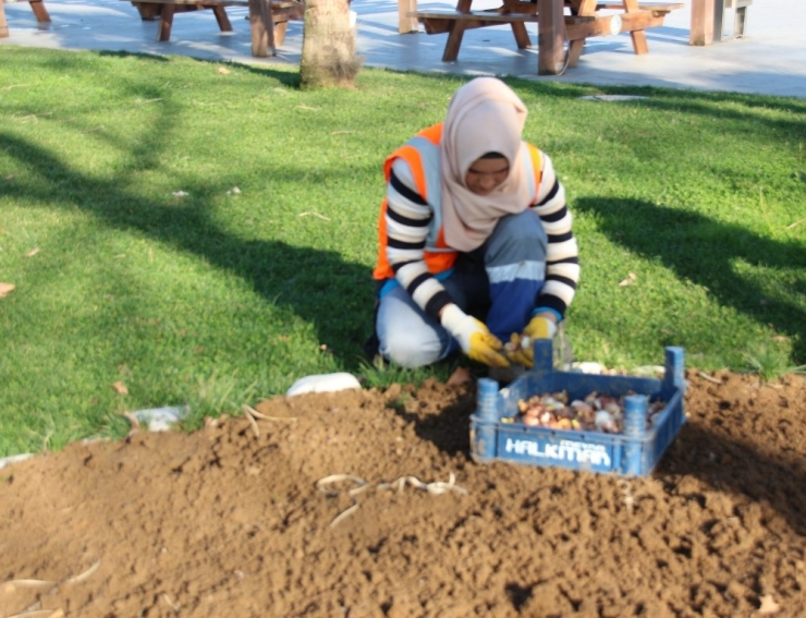 Akçakoca Lale Kent Oluyor