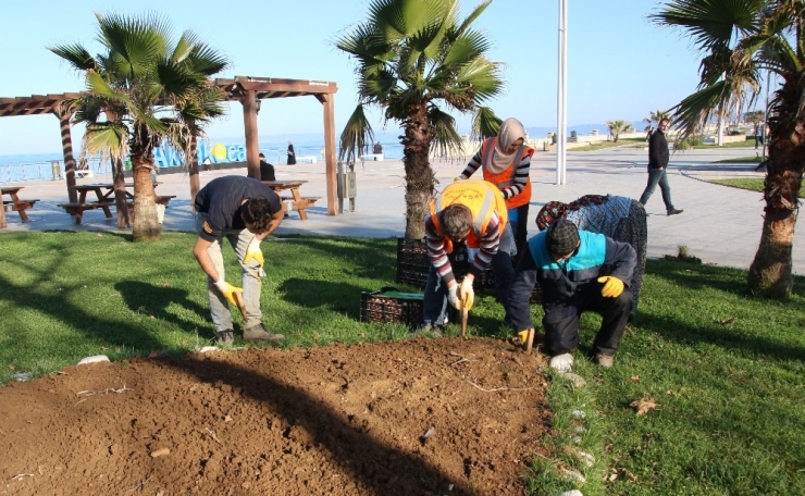 Akçakoca Lale Kent Oluyor