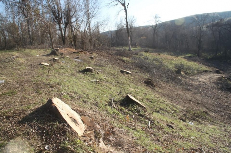 Silvan’da Kimliği Belirsiz Kişiler Ağaçları Kesti