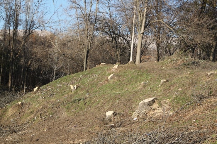 Silvan’da Kimliği Belirsiz Kişiler Ağaçları Kesti