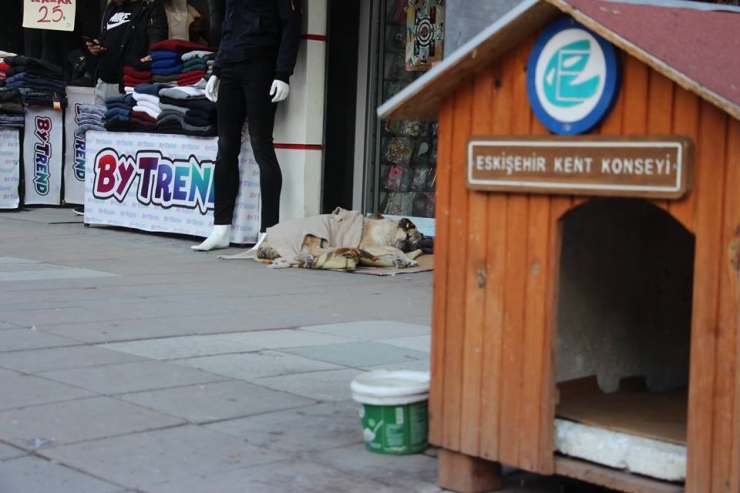 Esnaftan Sokak Köpeklerine Şefkat