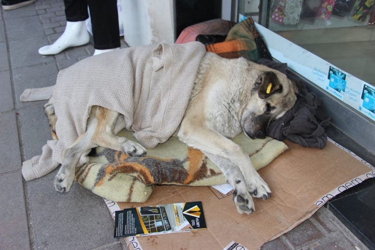 Esnaftan Sokak Köpeklerine Şefkat