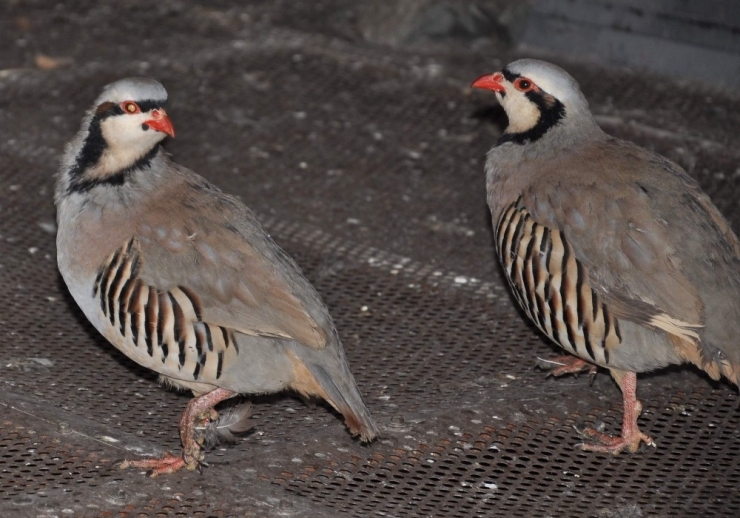 Eskişehir Yaban Hayatı Büyük Tehlike Altında