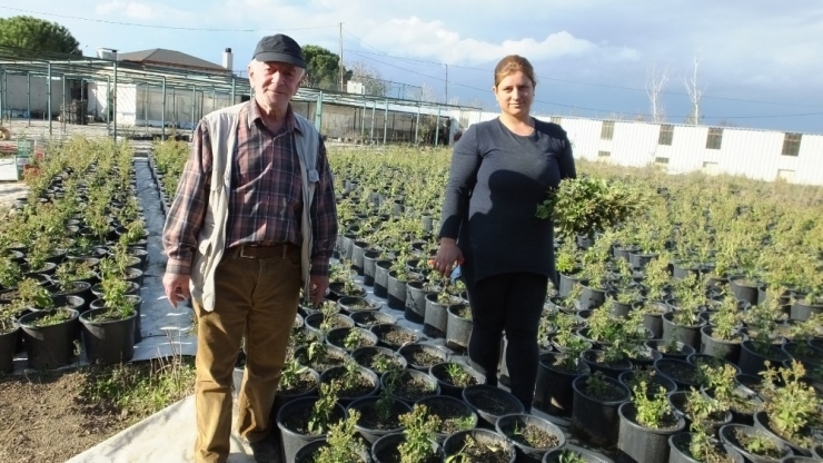 Burhaniye Stevia Üretim Merkezi Oldu