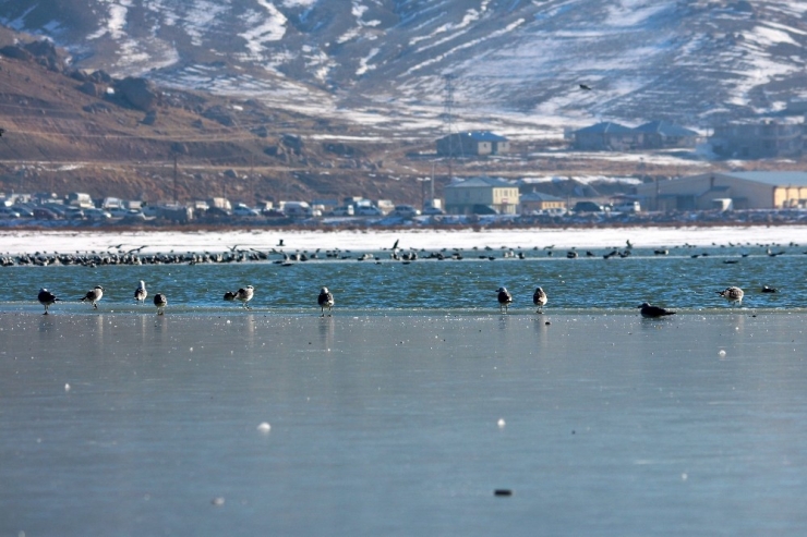 Van’ın Sıhke Gölü Buz Tuttu
