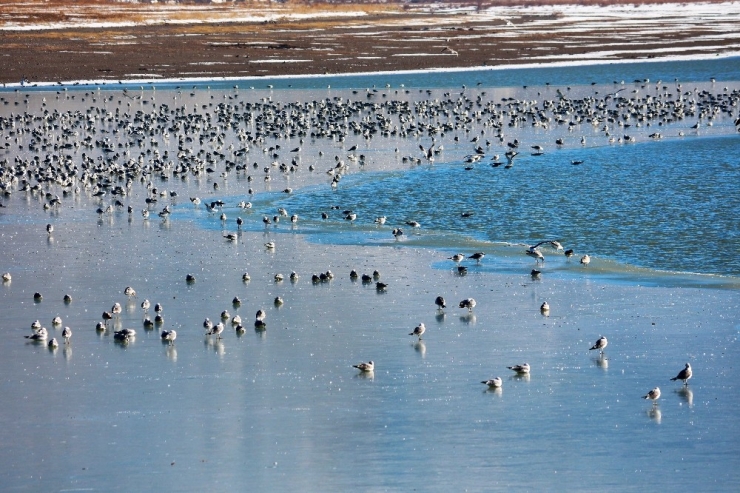 Van’ın Sıhke Gölü Buz Tuttu