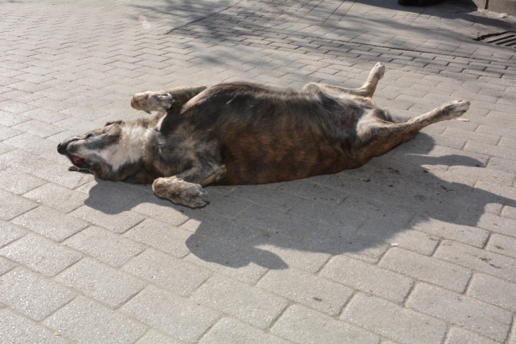 Eskişehir’de Yazdan Kalma Bir Gün