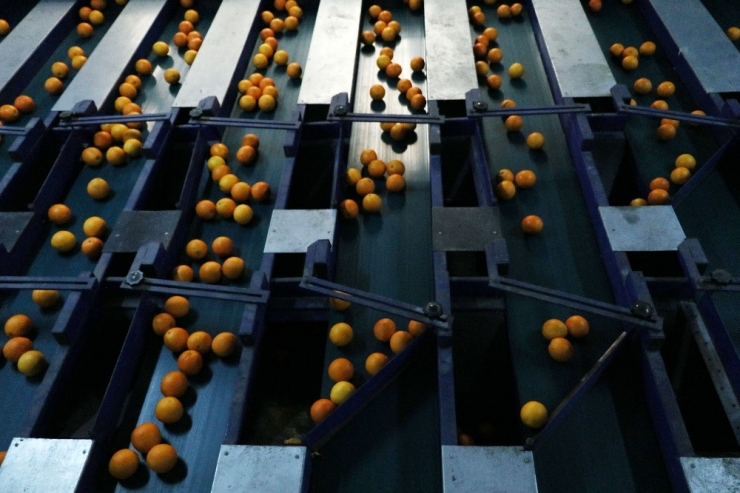 Narenciyeye Yeni Yıl Dopingi